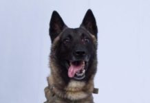 Army to get Belgian Malinois dogs Conan, the Belgian Malinois, who chased ISIS leader Abū Bakr al-Baghdadi.