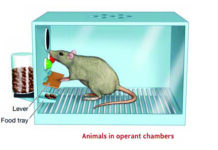 10th Man View of National Security (Part 1) Animals in operant chambers