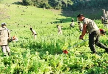 Underlying Causes of the Strife in Manipur Workers destroy illegal poppy plantations in one of the hill districts in Manipur