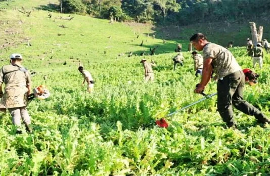 Underlying Causes of the Strife in Manipur Workers destroy illegal poppy plantations in one of the hill districts in Manipur